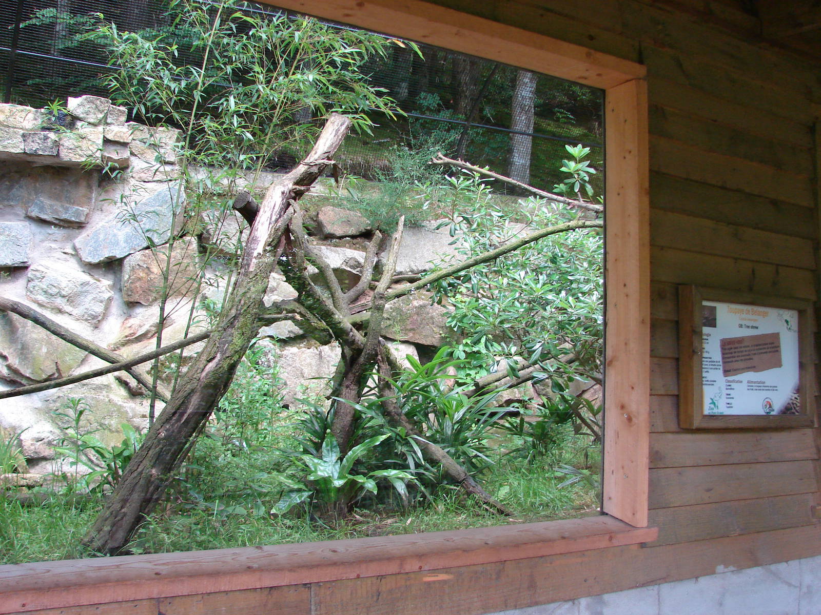 Old Owston's civets exhibit - Now treeshrew