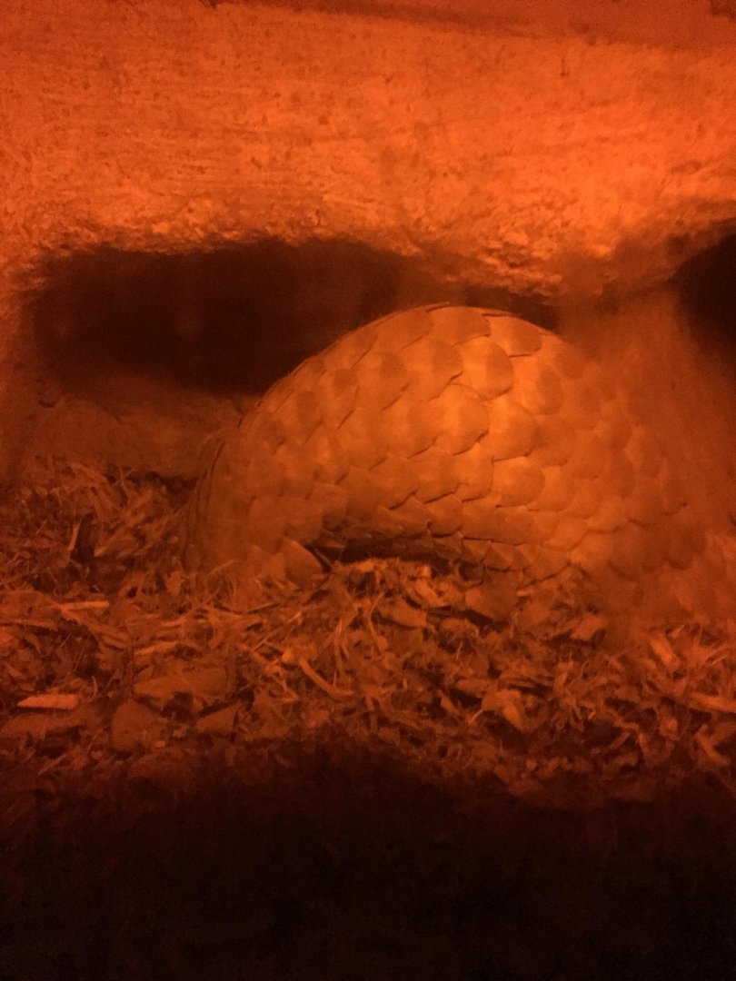 Old Pangolin Exhibit