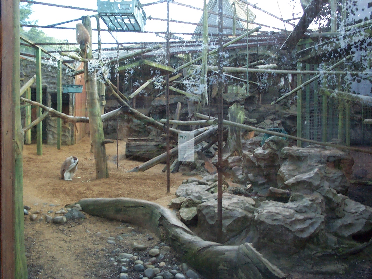 old Patas monkey enclosure