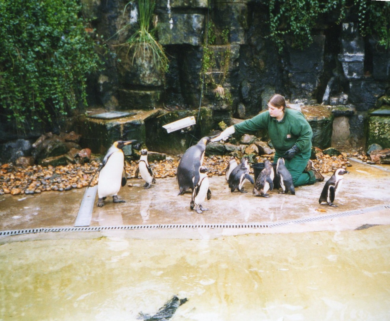 Old penguin enclosure