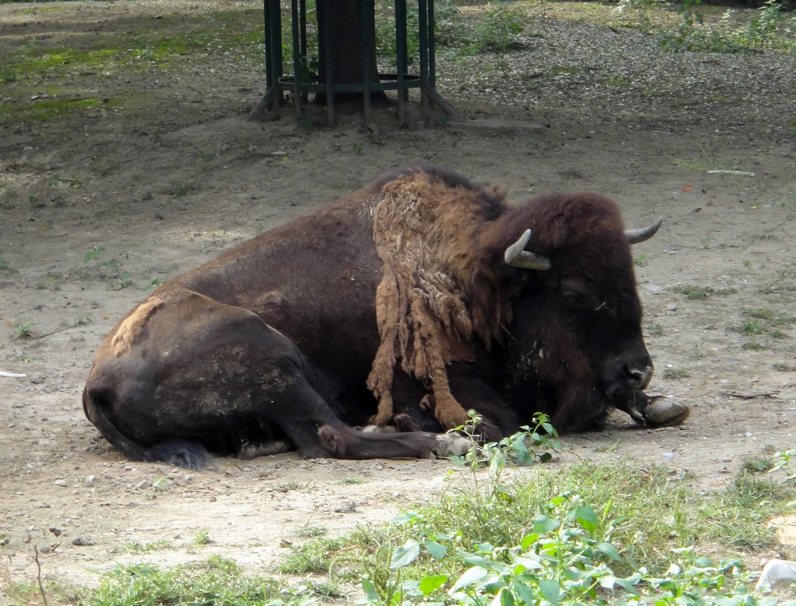 Old photo: American bison