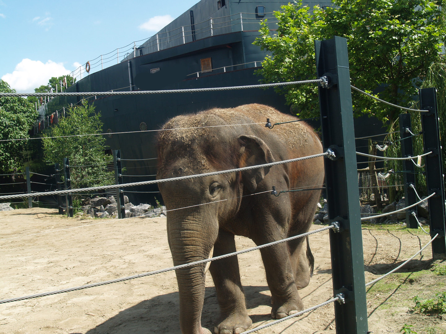 Old photo - Asian elephant next to Mersus Emergo, 2012