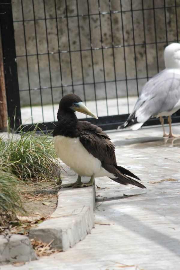 （Old Photo）Brown Booby