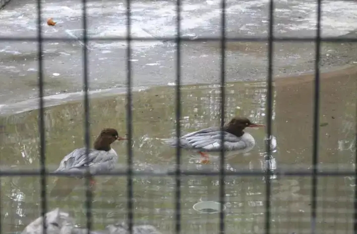 (Old Photo) Chinese Merganser（Mergus Squamatus）