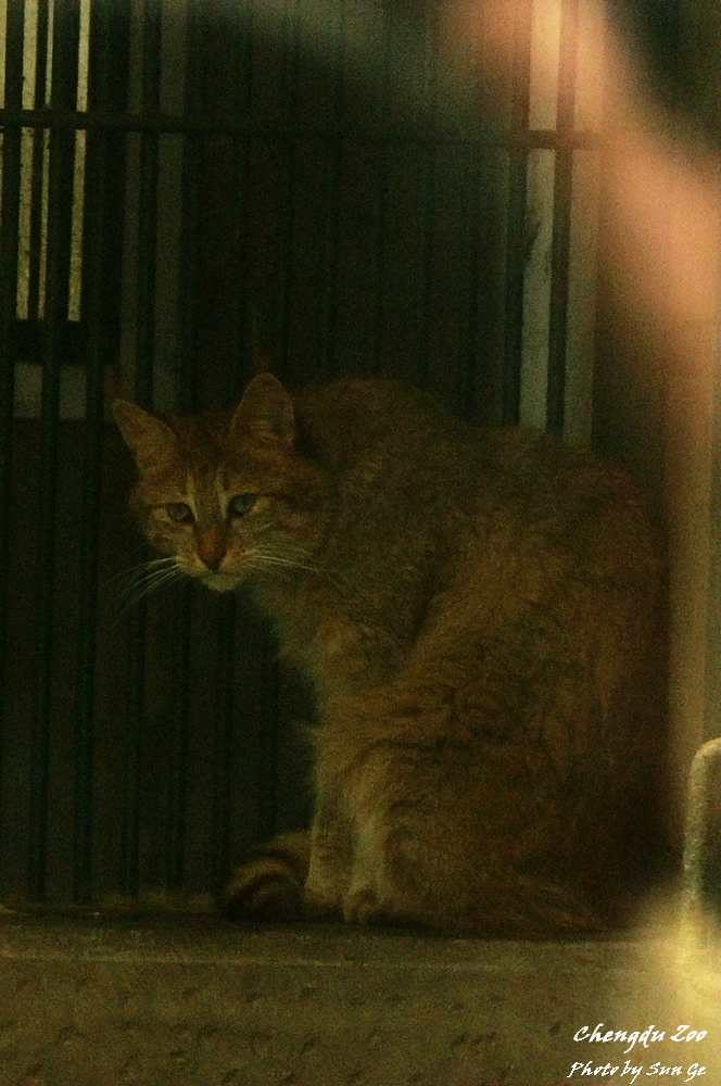 Old photo: Chinese Mountain Cat in 2007