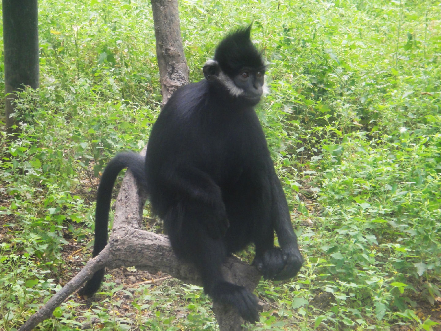 Old photo: Francois? langur
