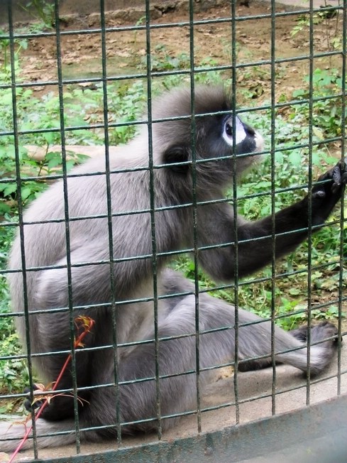 Old photo: Phayre's langur