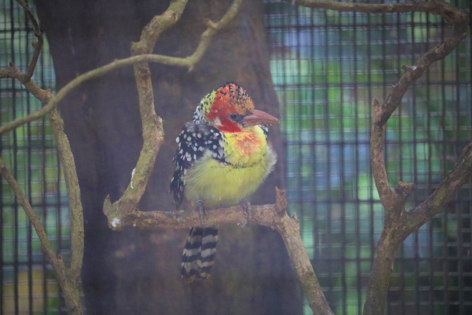 Old Photo- Trachyphonus erythrocephalus / Red-&-Yellow Barbet