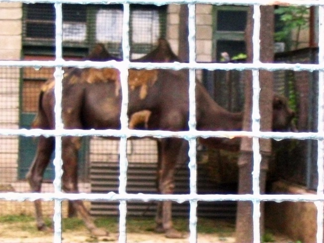 Old photo: wild camel of Beijing Zoo