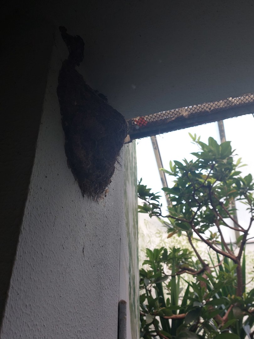 Old picatarthes nest in bird house