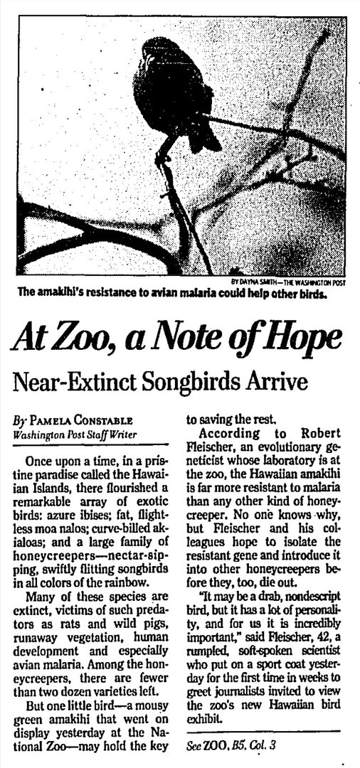 Old Picture of the Hawaii Amakihi/ Chlorodrepanis virens