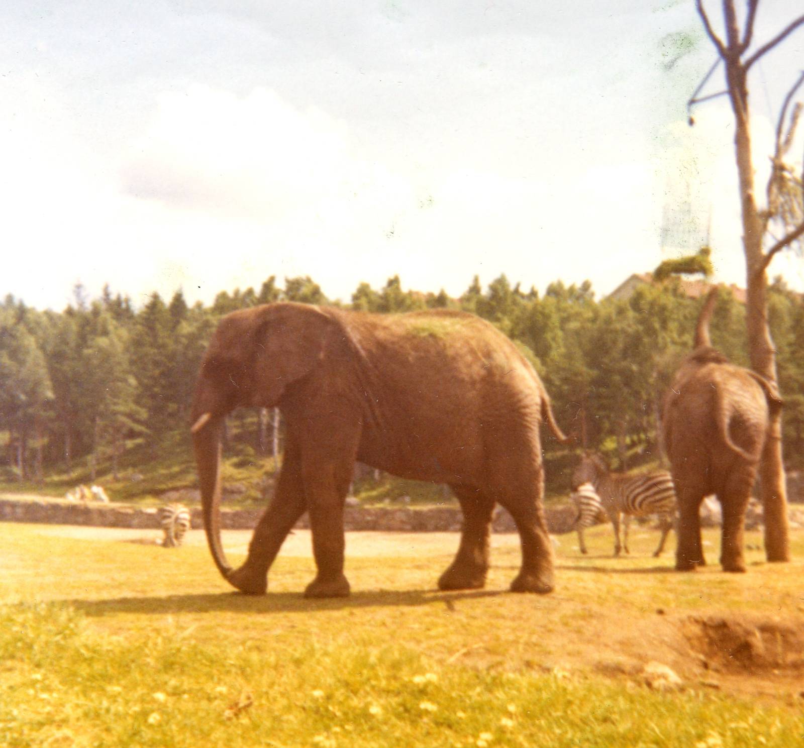 Old pictures - Borås Zoo in 1968