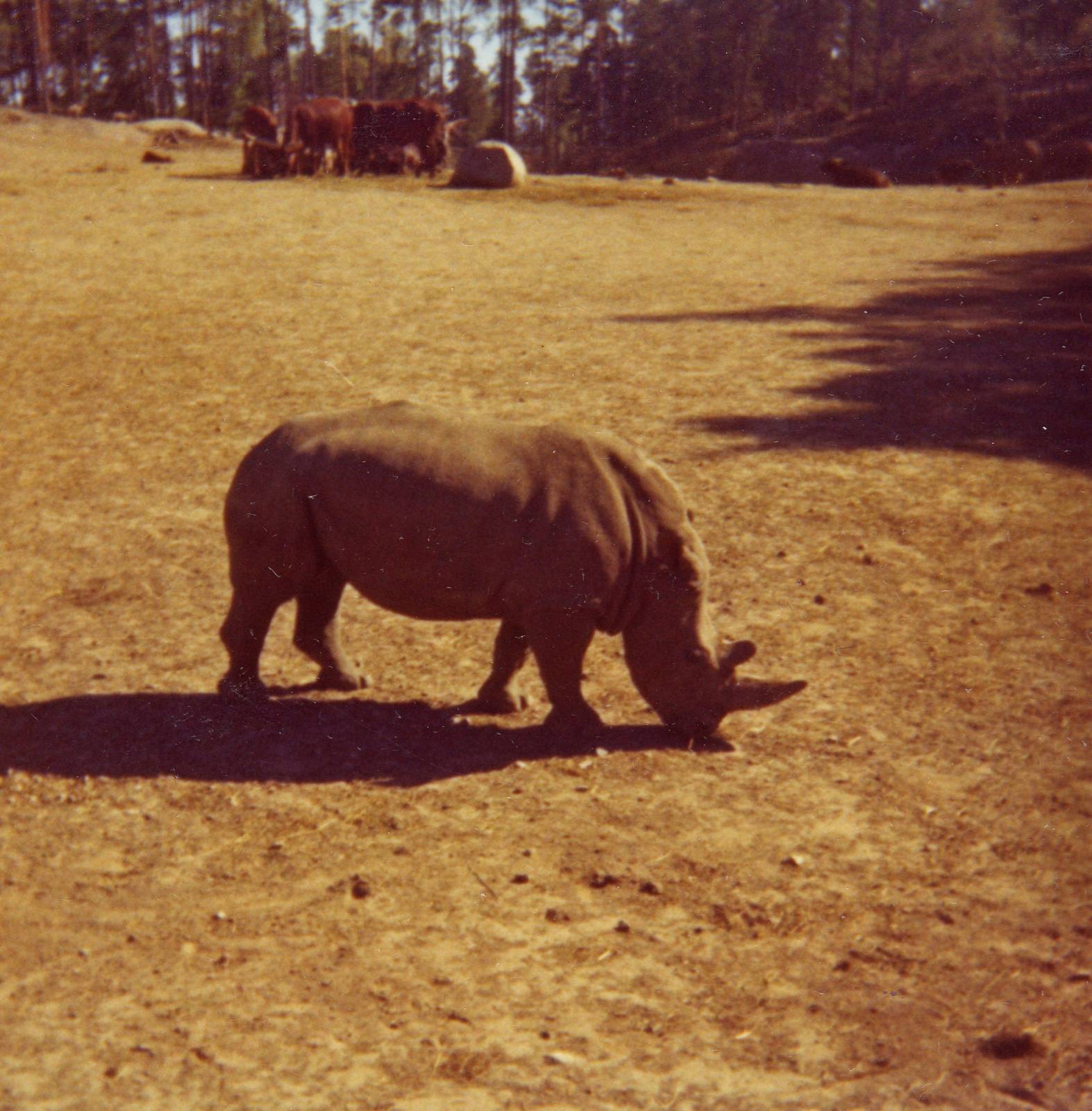 Old pictures from Kolmården Zoo - 1969