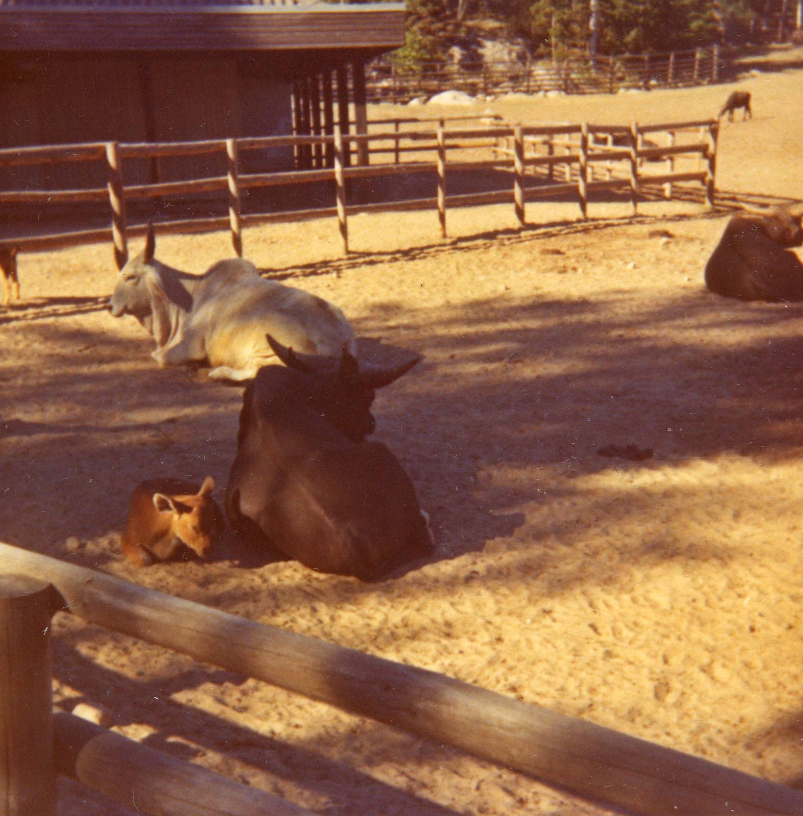 Old pictures from Kolmården Zoo - 1969