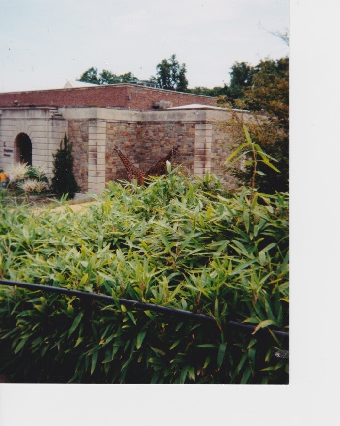 old pictures of the National Zoo