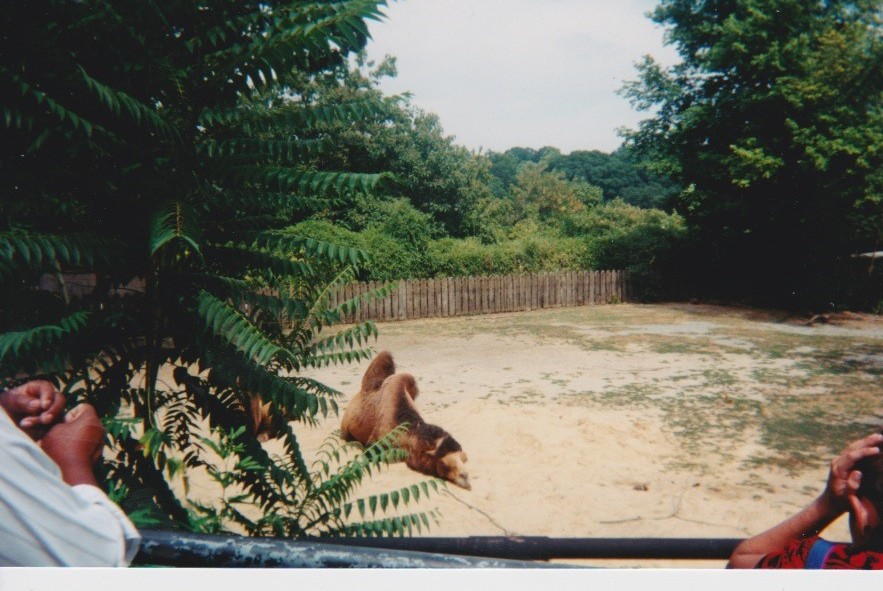 Old pictures of the National zoo