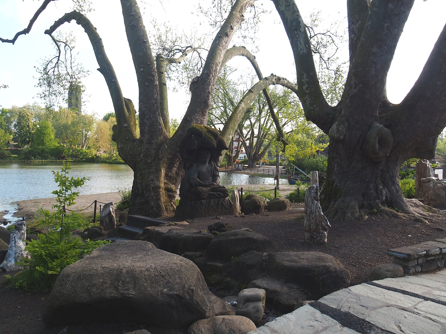 Old plane trees, Buddha and petrified wood at lakeside, 2023-05-16