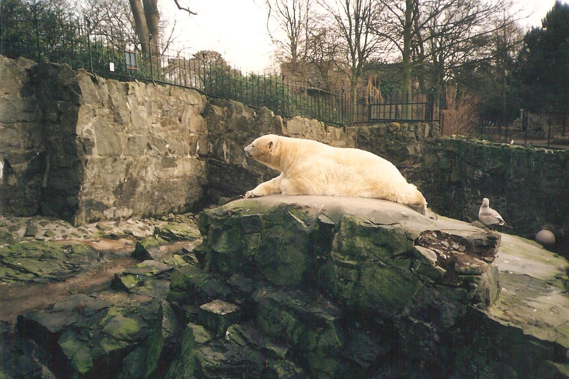 Old Polar Bear Enclosure Edinburgh Zoo - Steller Sea Eagle Enclosure/L'Hoest Monkeys