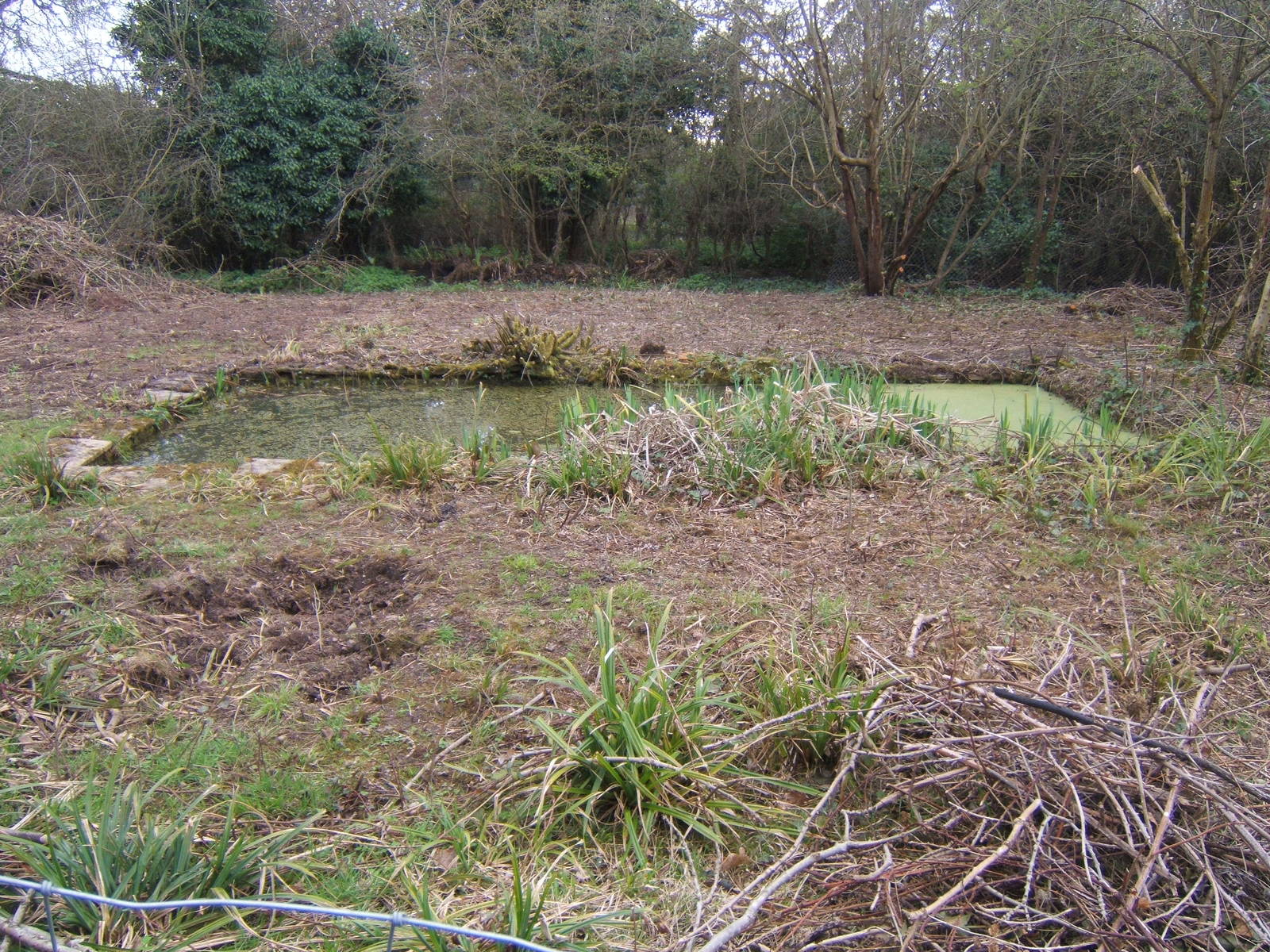 Old pond rediscovered next door to the building that used to House Okapi,be