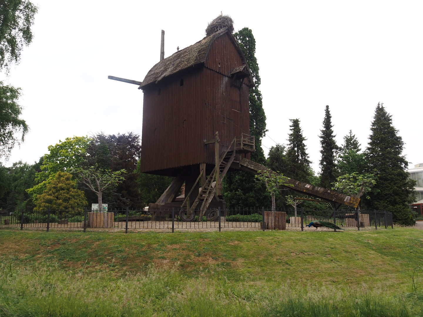 Old post windmill with European white stork nest, 2024-05-21