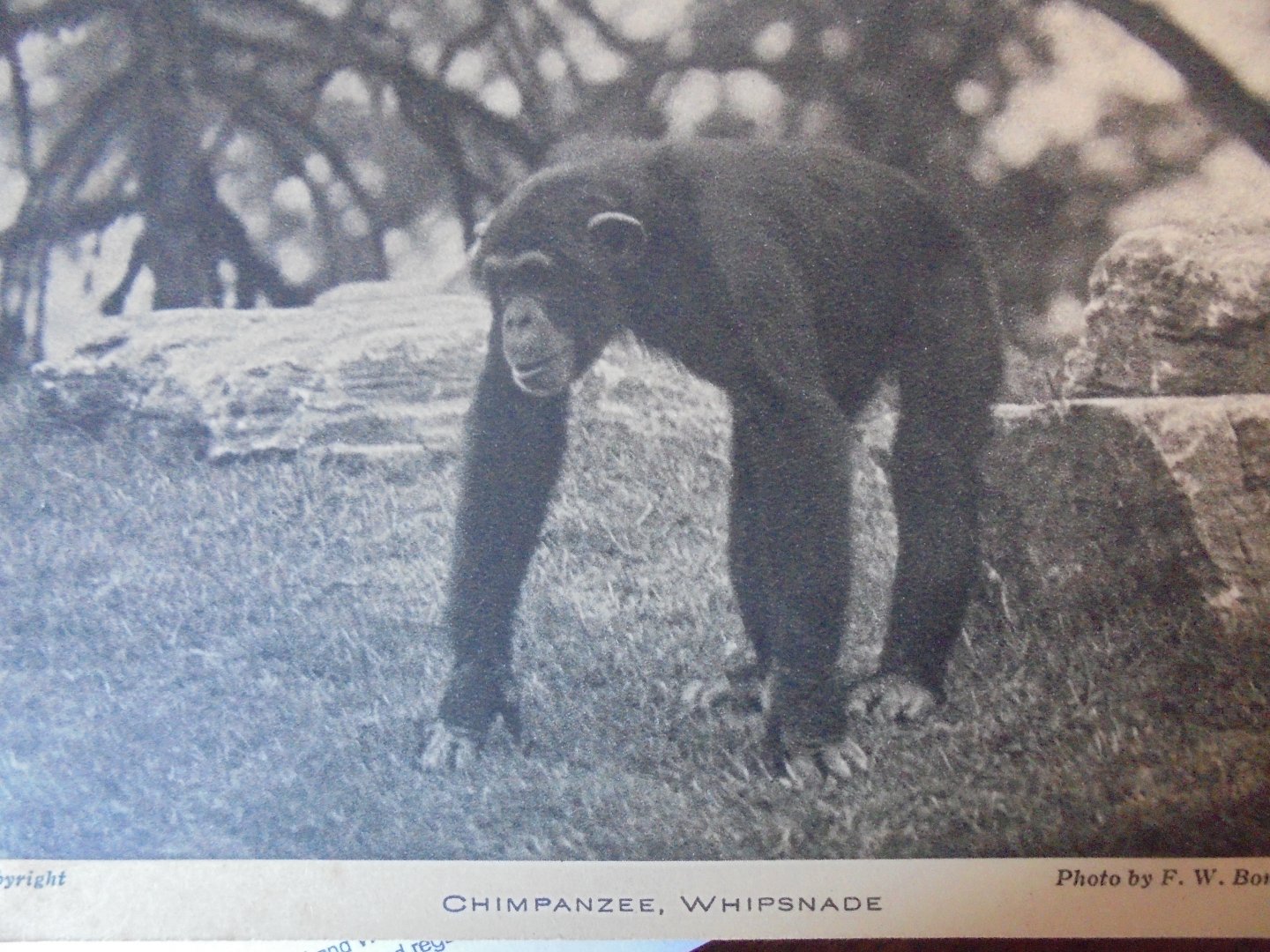 Old Postcard of Chimpanzee on island at Whipsnade. (Photo by Bond)
