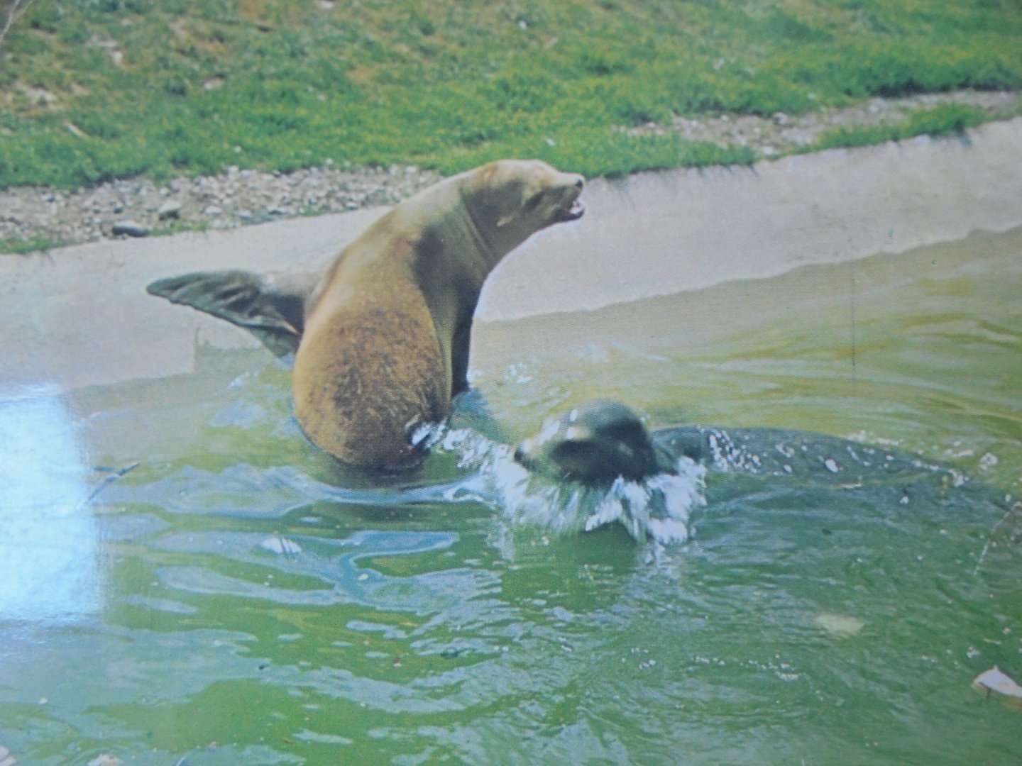 Old postcard Sealions at Whipsnade. (Photo A.N. Howard)