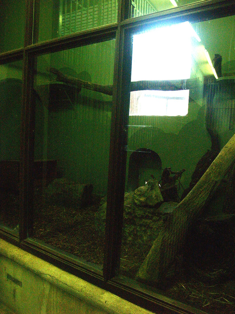 Old predator house at Rotterdam Zoo - Malayan civet indoor exhibit