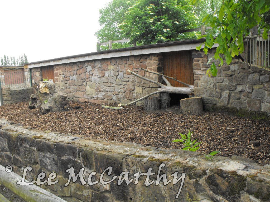 Old Przewalski Horse Renovation for Porcupine