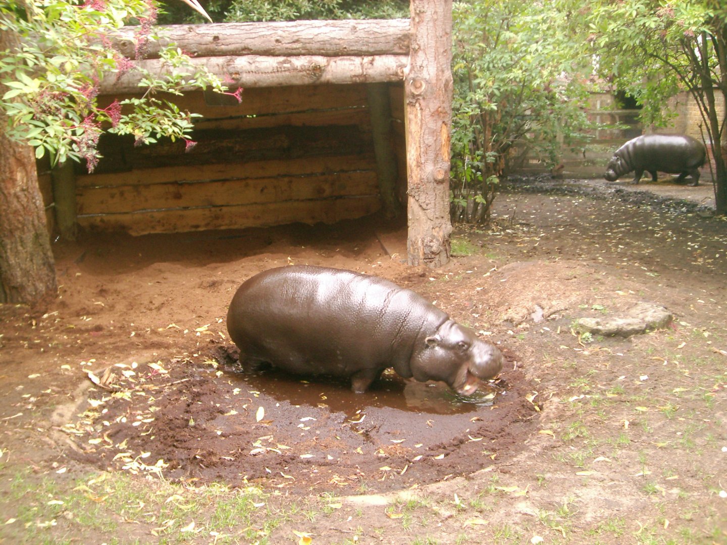 Old Pygmy Hippo Enclosure