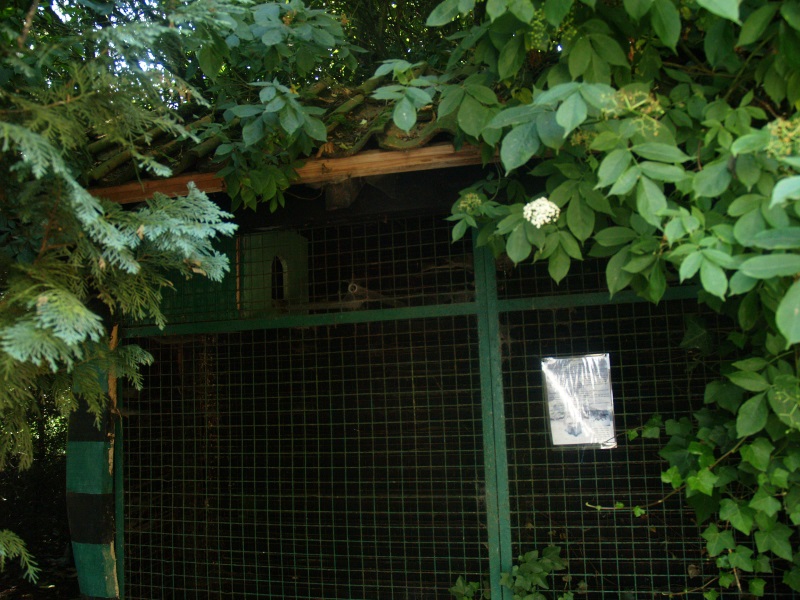 Old raccoon cage (picture taken July 4th, 2009)