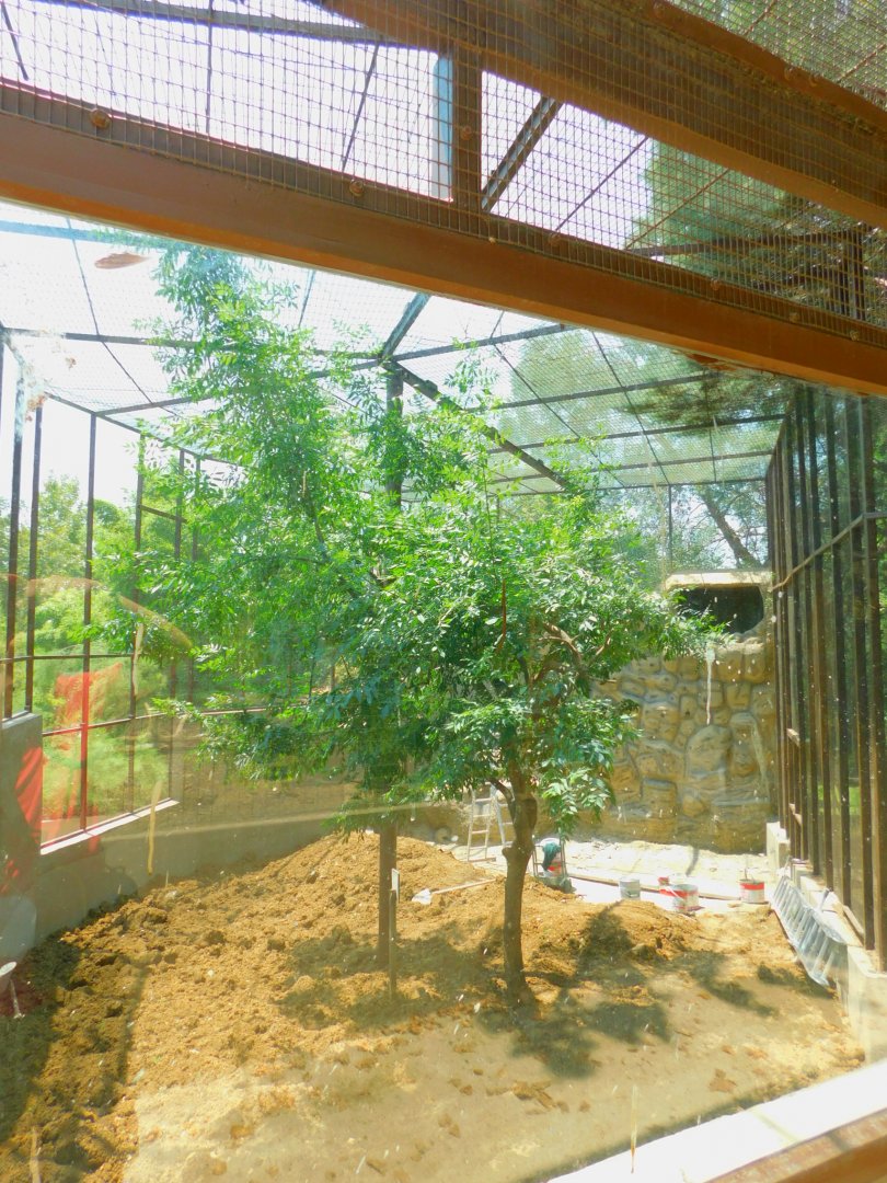 Old raccoon enclosure being renovated