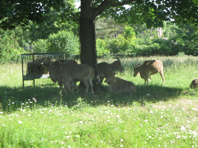 Old Reindeer Enclosure
