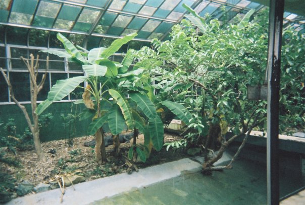 Old Reptile House Alligator Sunroom