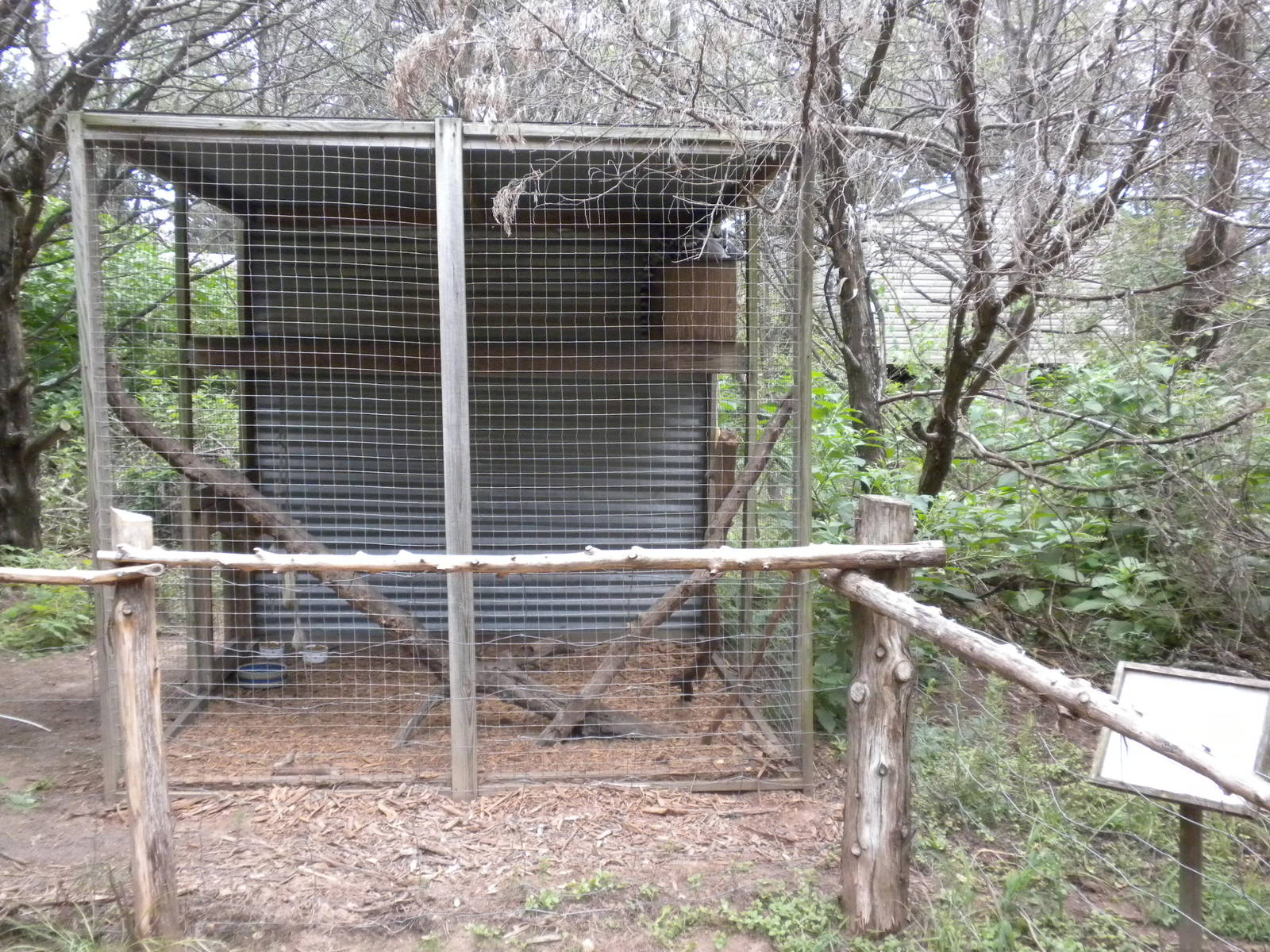 Old Ring-Tailed Lemur exhibit