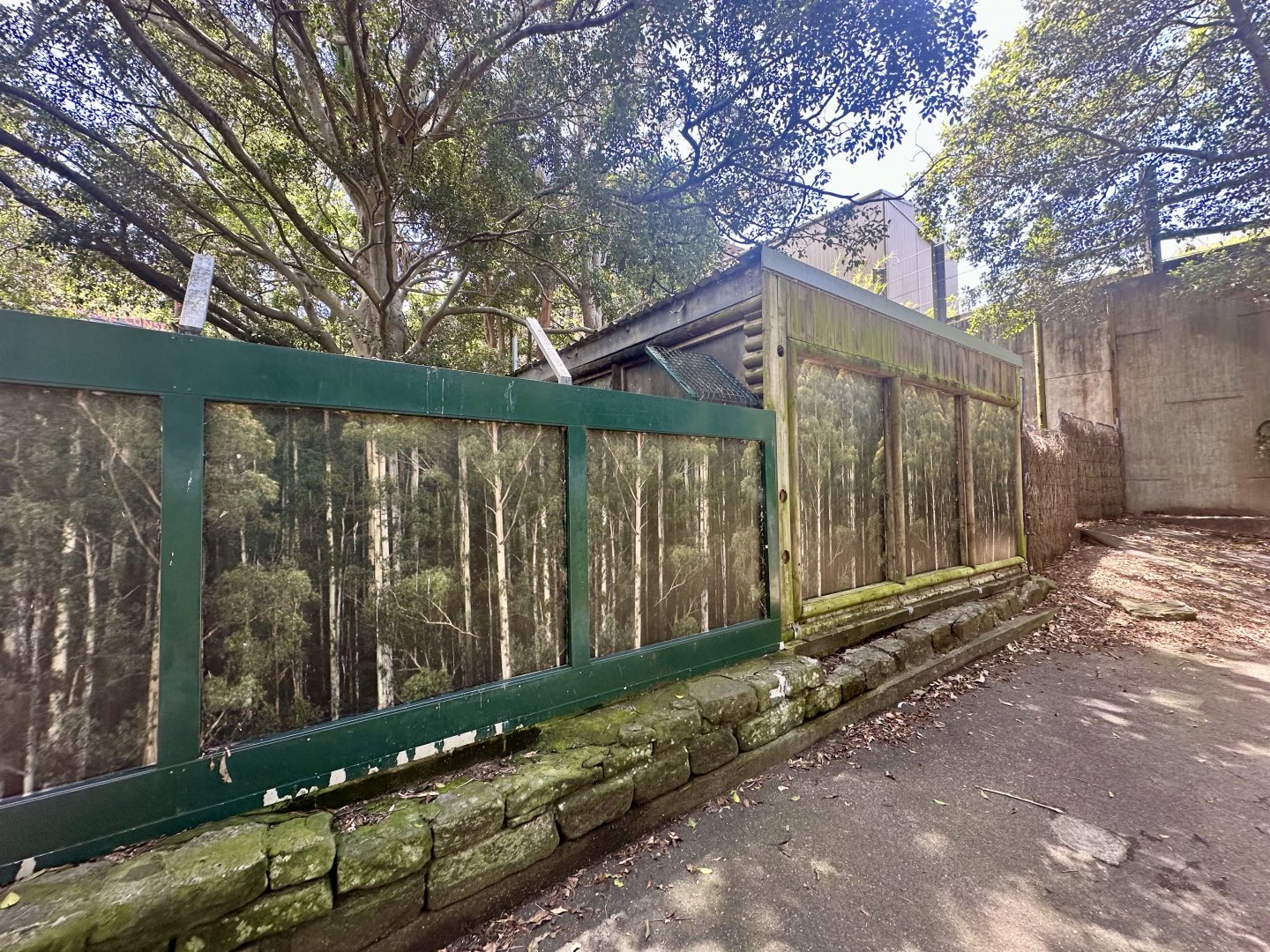 Old Saltwater Crocodile Exhibit