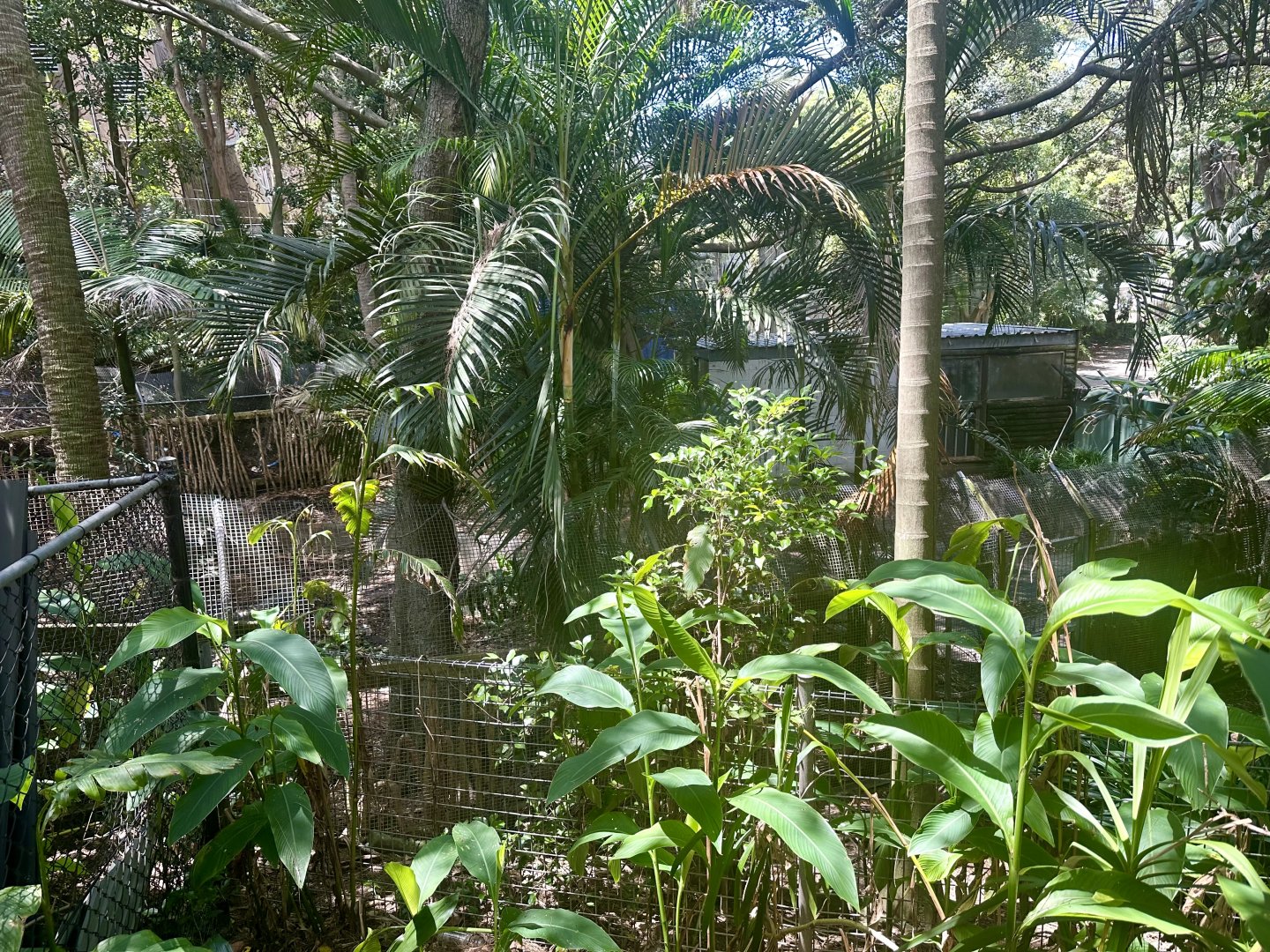 Old Saltwater Crocodile Exhibit