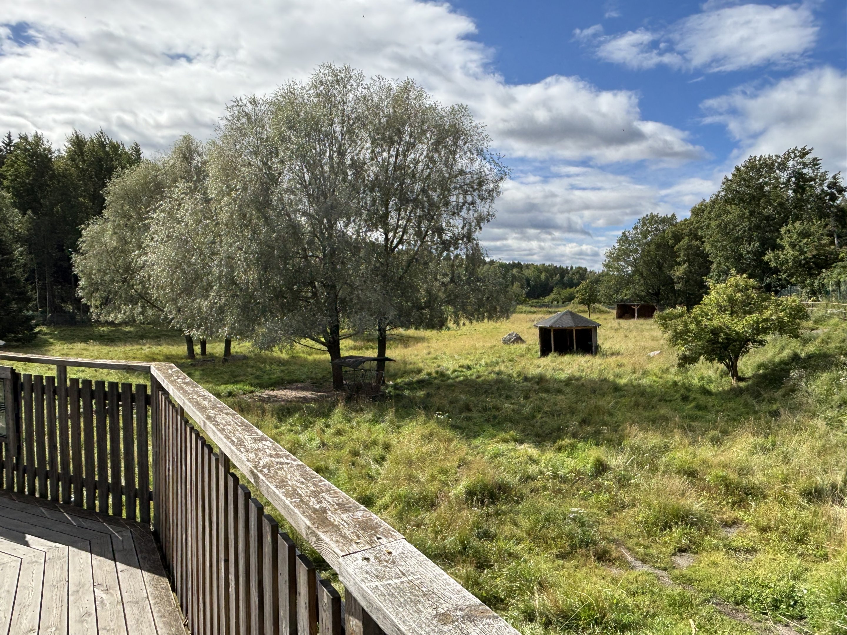 Old Savannah that now houses sheep
