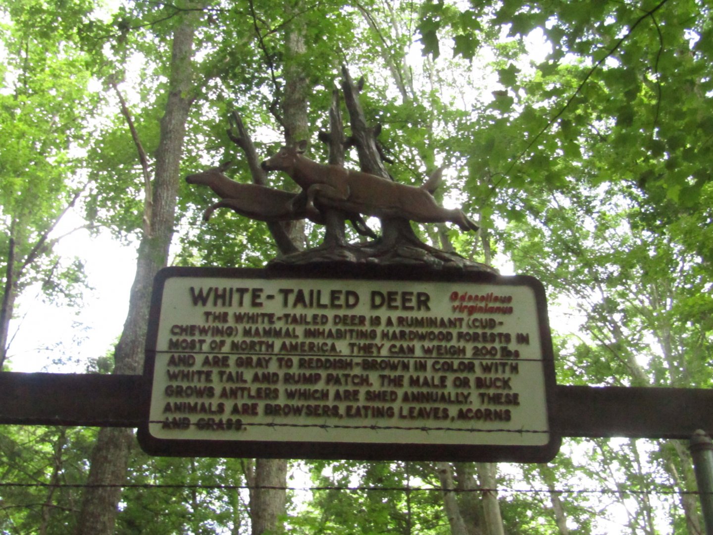 Old-School White Tailed Deer Signage