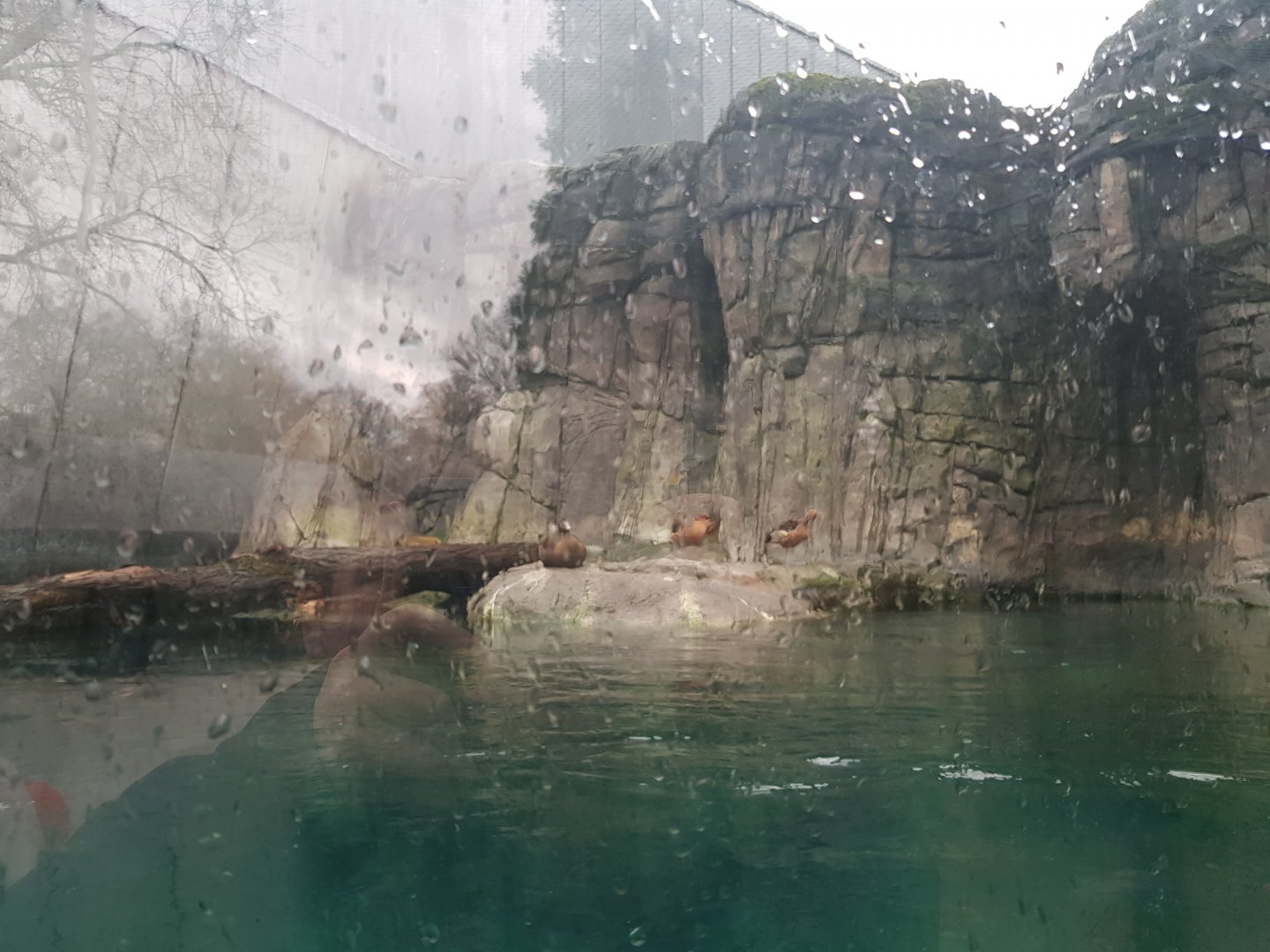 Old sea otter exhibit Antwerp zoo turned sea duck and sturgeon enclosure.