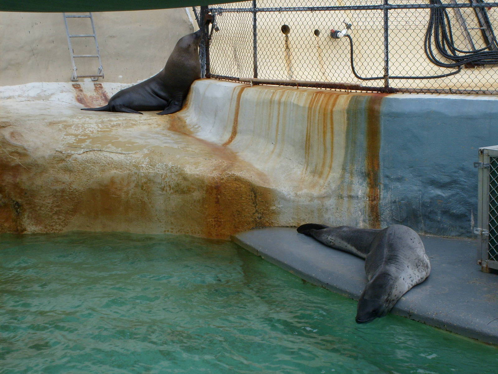 old seal pools Taronga