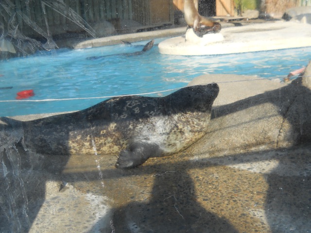 Old seal/sea lion exhibit