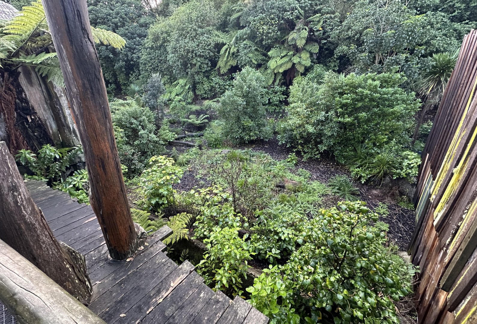 Old Siamang Exhibit (Vegetation)