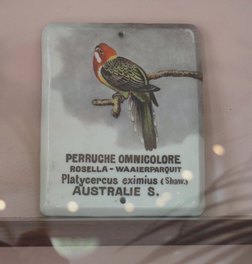 Old sign Eastern rosella, 2022-05-26