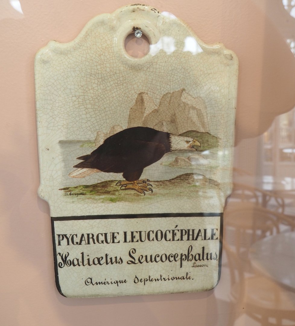 Old sign for Bald eagle, 2022-03-16