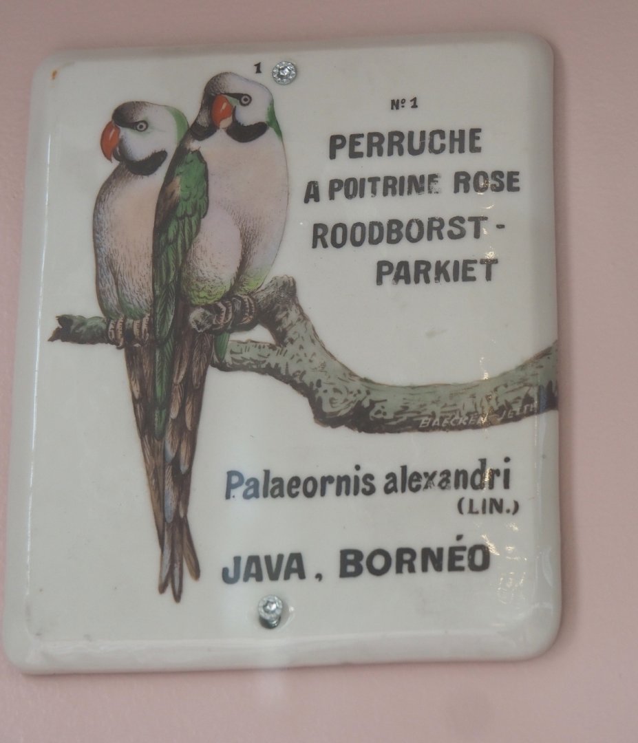 Old sign for Red-breasted parakeet, 2022-05-26