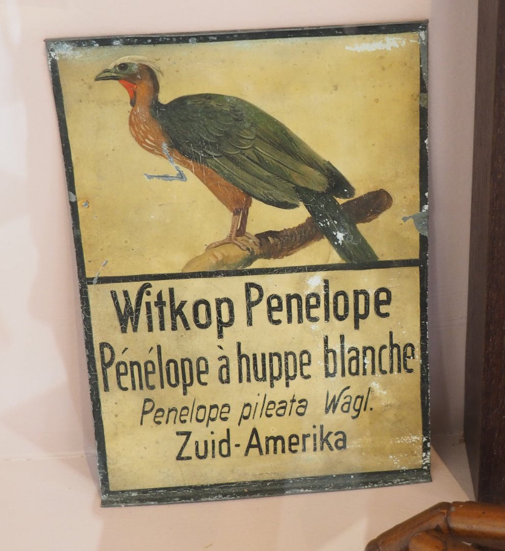 Old sign for White-crested guan, 2022-03-16