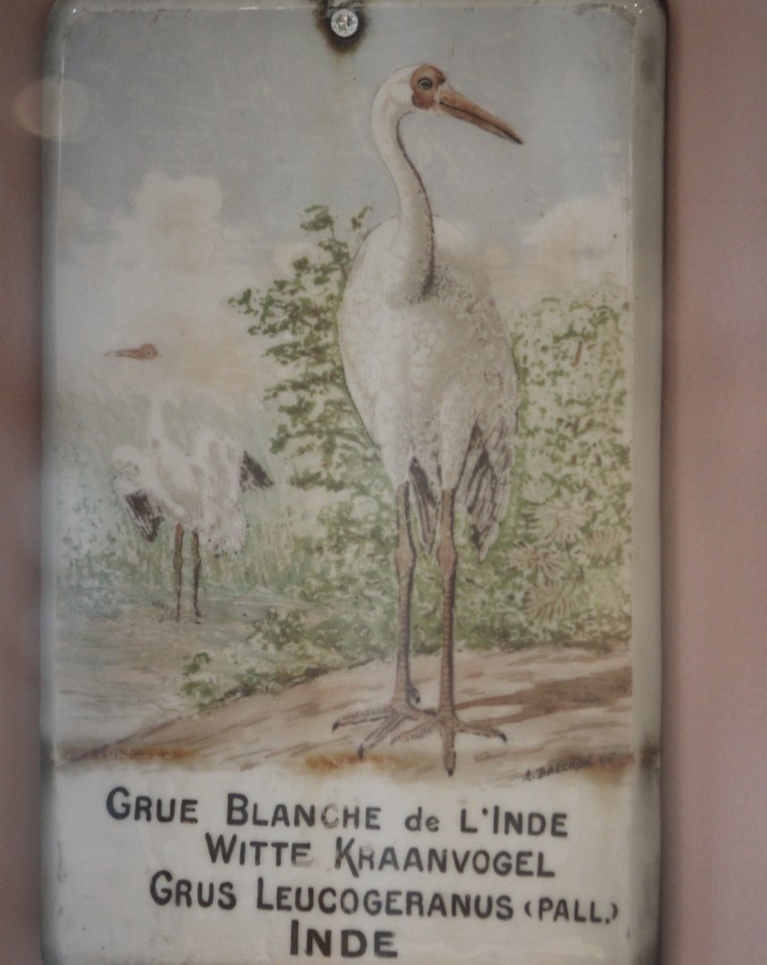 Old sign Siberian crane
