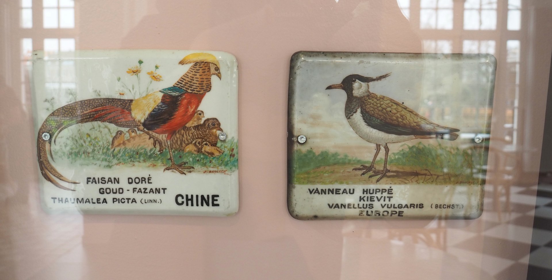 Old signs for Golden pheasant and Northern lapwing, 2022-03-16