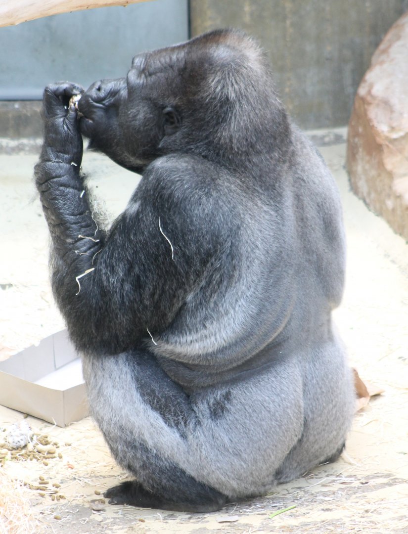 Old Silverback gorilla