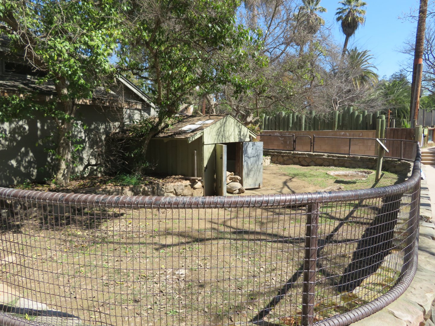 Old Sulcata Tortoise Exhibit